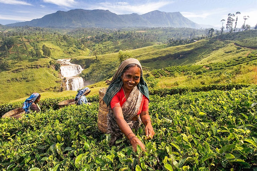 tea factory tour uk